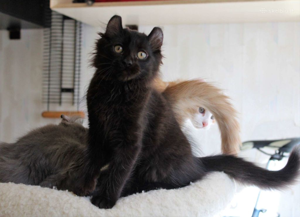 Warum wedelt meine Katze mit ihrem Schwanz? Lassen Sie uns 7 häufige Gründe und Fragen entdecken. 8 Warum wedelt meine Katze mit dem Schwanz?