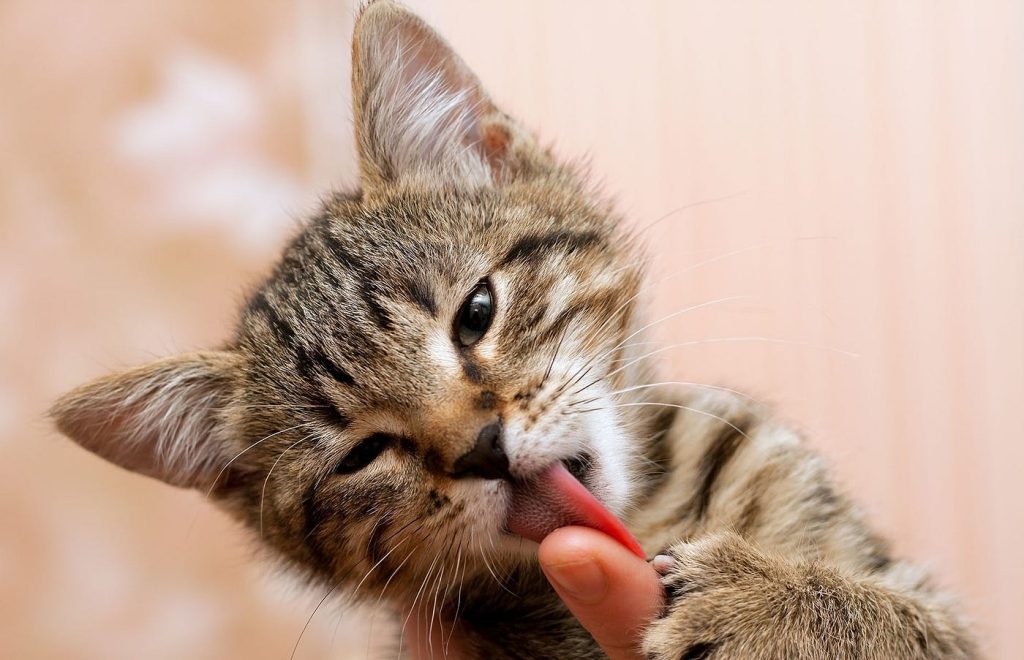 Warum kaut meine Katze an meinen Fingern? 8 Gründe und FAQ würden Sie schockieren 1 Why Does My Cat Chew on My Fingers? 8 Reasons & FAQ