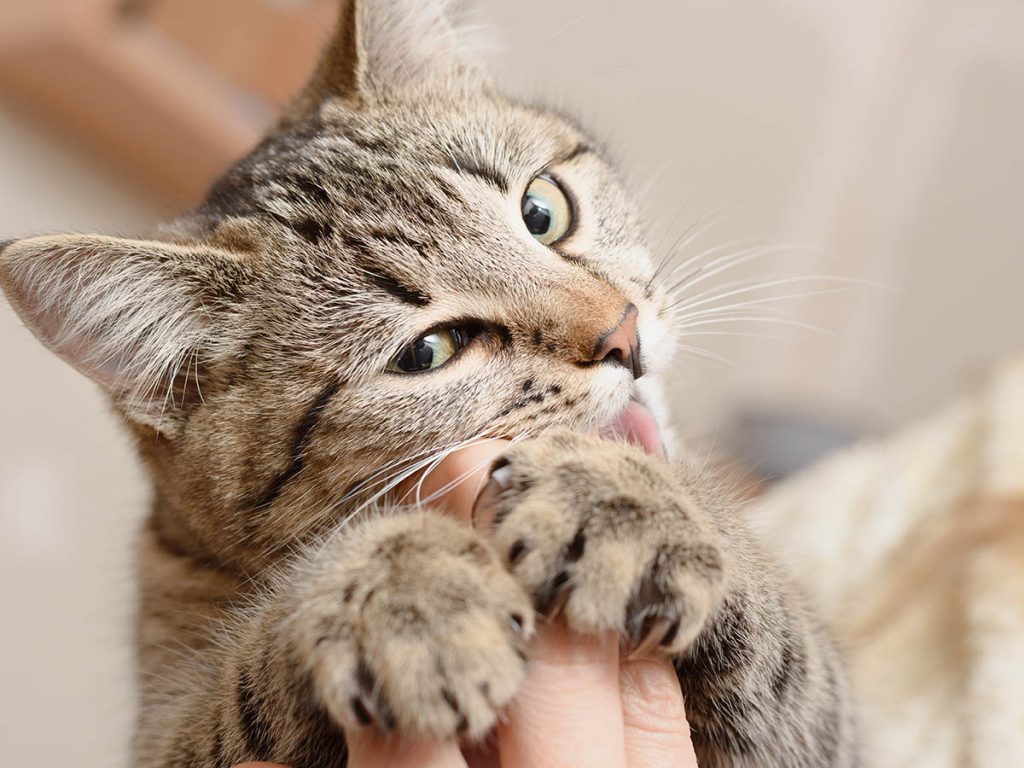 Warum kaut meine Katze an meinen Fingern? 8 Gründe und FAQ würden Sie schockieren 4 Why Does My Cat Chew on My Fingers? 8 Reasons & FAQ