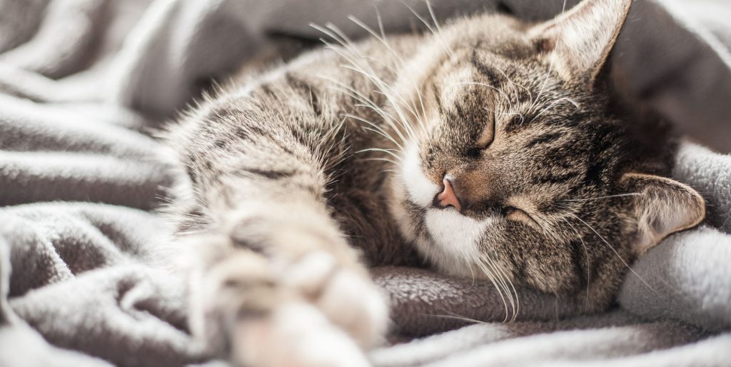 Warum kaut meine Katze an meinen Fingern? 8 Gründe und FAQ würden Sie schockieren 2 Why Does My Cat Chew on My Fingers? 8 Reasons & FAQ