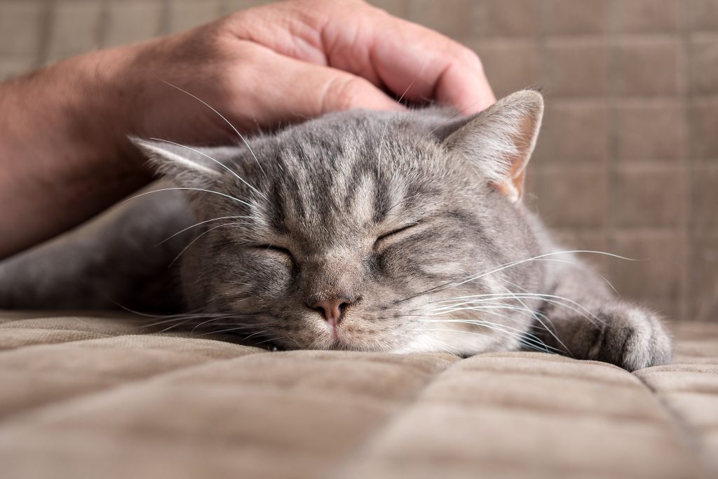 Warum kaut meine Katze an meinen Fingern? 8 Gründe und FAQ würden Sie schockieren 3 Why Does My Cat Chew on My Fingers? 8 Reasons & FAQ
