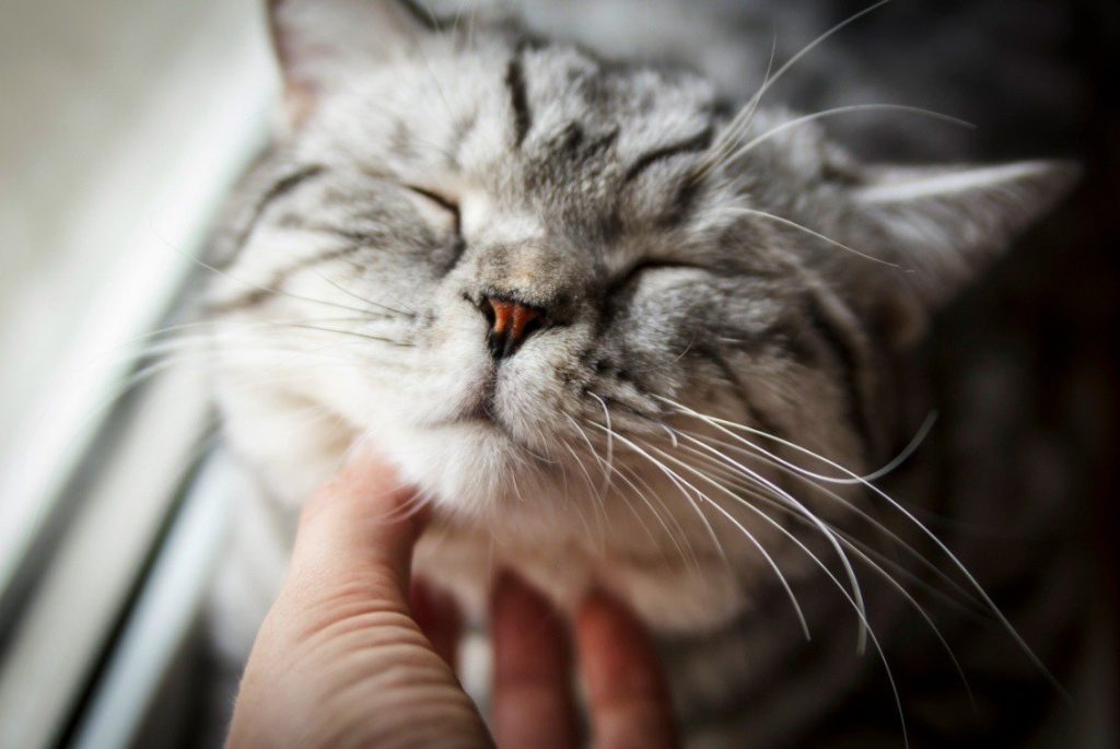 Warum kaut meine Katze an meinen Fingern? 8 Gründe und FAQ würden Sie schockieren 5 Why Does My Cat Chew on My Fingers? 8 Reasons & FAQ