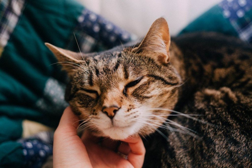 Warum wedelt meine Katze mit ihrem Schwanz? Lassen Sie uns 7 häufige Gründe und Fragen entdecken. 7 Warum wedelt meine Katze mit dem Schwanz?