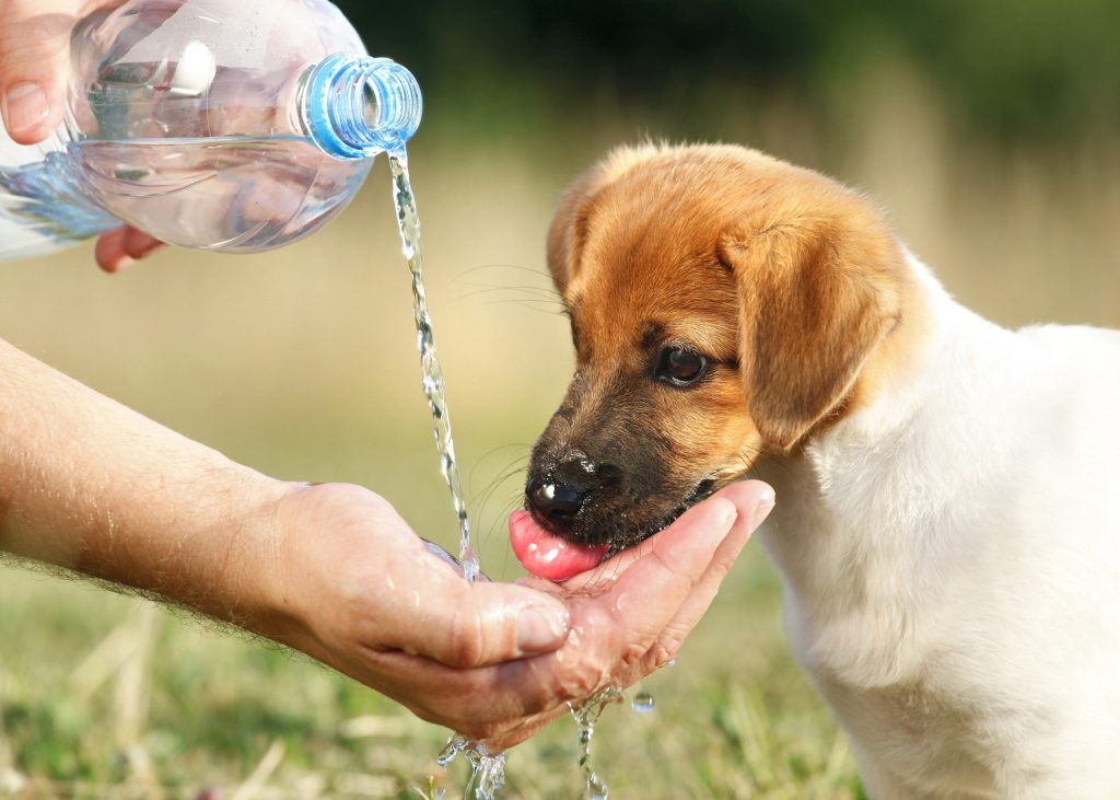 Pedialyte für Hunde: Ist es sicher? Vom Tierarzt anerkannter Gesundheits und Sicherheitsleitfaden 5 Woher wissen Sie, ob Ihr Hund dehydriert ist