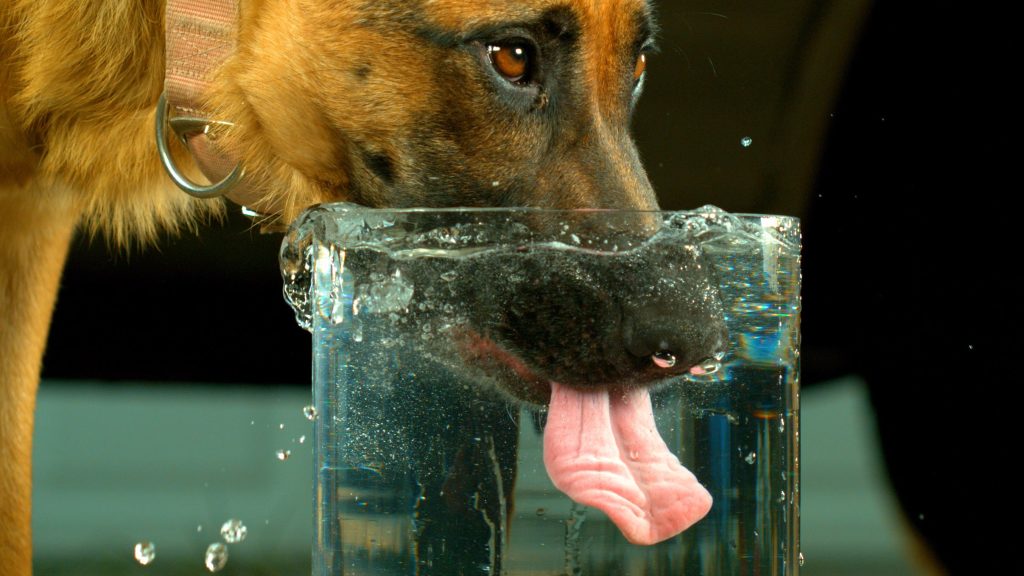 Pedialyte für Hunde: Ist es sicher? Vom Tierarzt anerkannter Gesundheits und Sicherheitsleitfaden 4 Was verursacht Dehydrierung bei Hunden