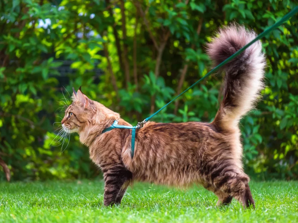 Wie man ein guter Katzenbesitzer wird: 10 vom Tierarzt bestätigte Tipps 6 rwägen Sie, Zeit im Freien zu verbringen